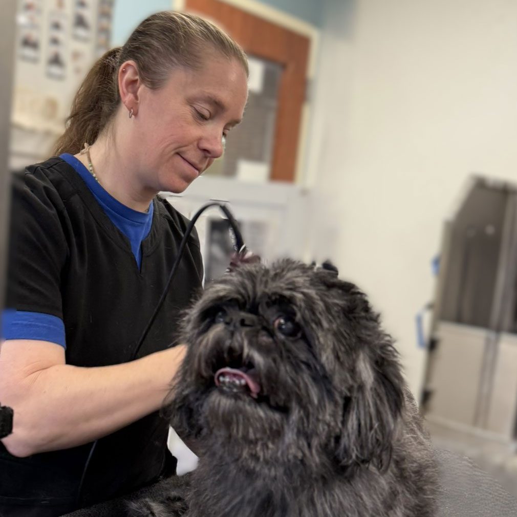 dog groomer with a black dog