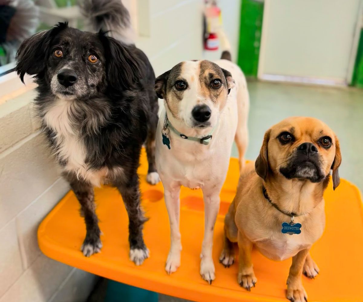 Three Small Dogs