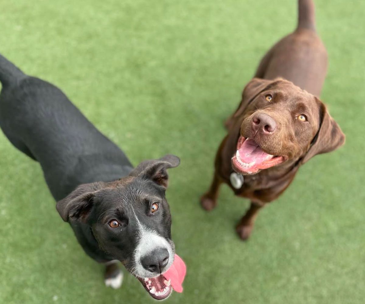 Two Happy Dogs