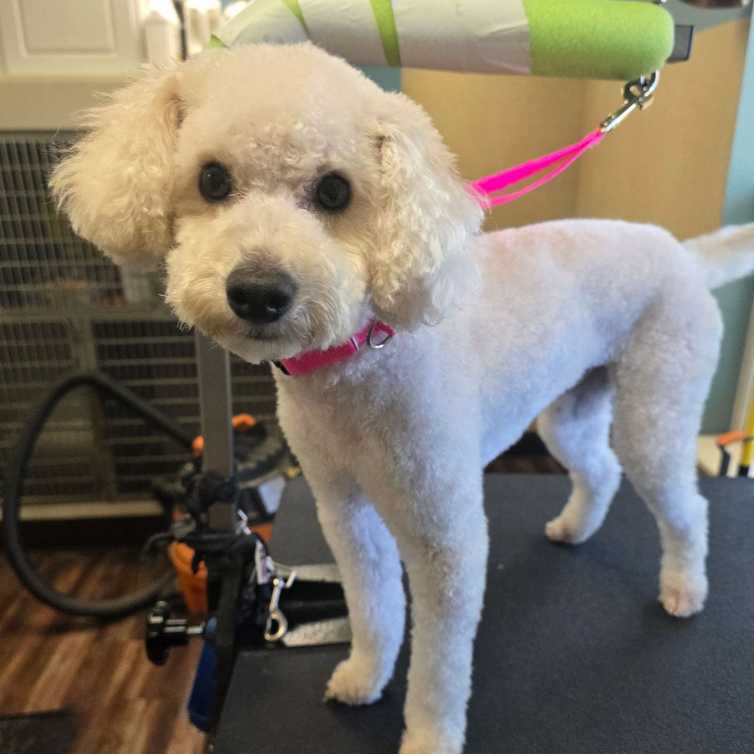 White Poodle