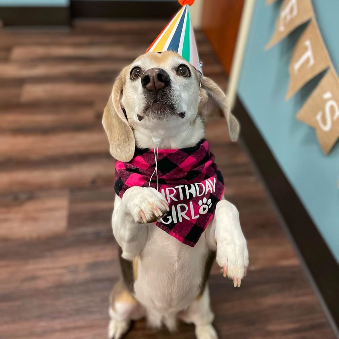 Birthday Girl wearing a party hat