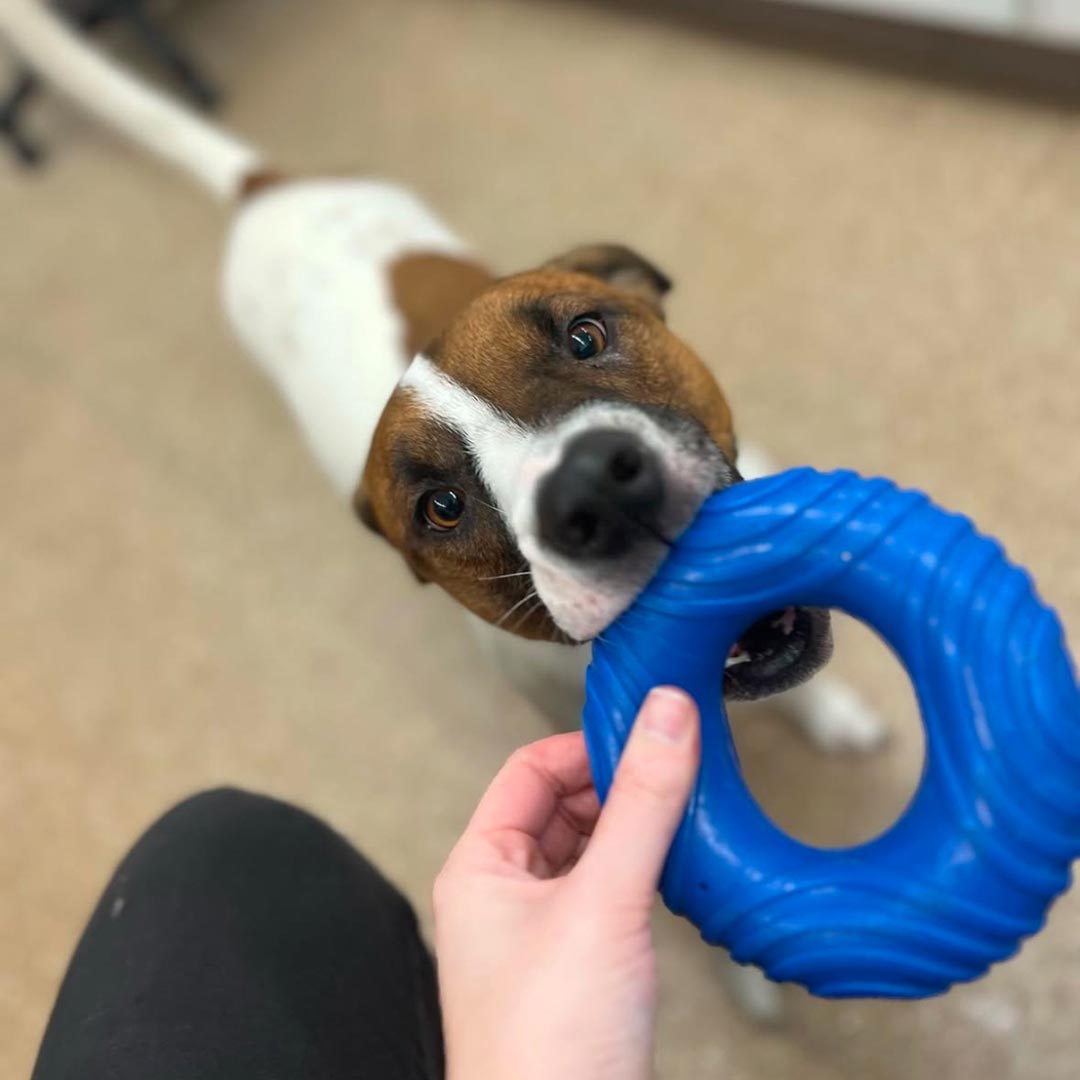 Buddy Time with a brown and white dog