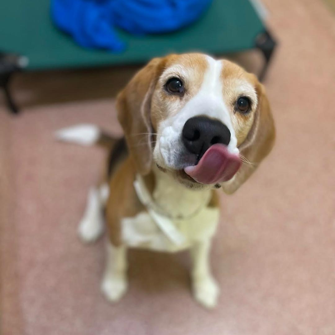 Dog licking its lips while sitting in its suite