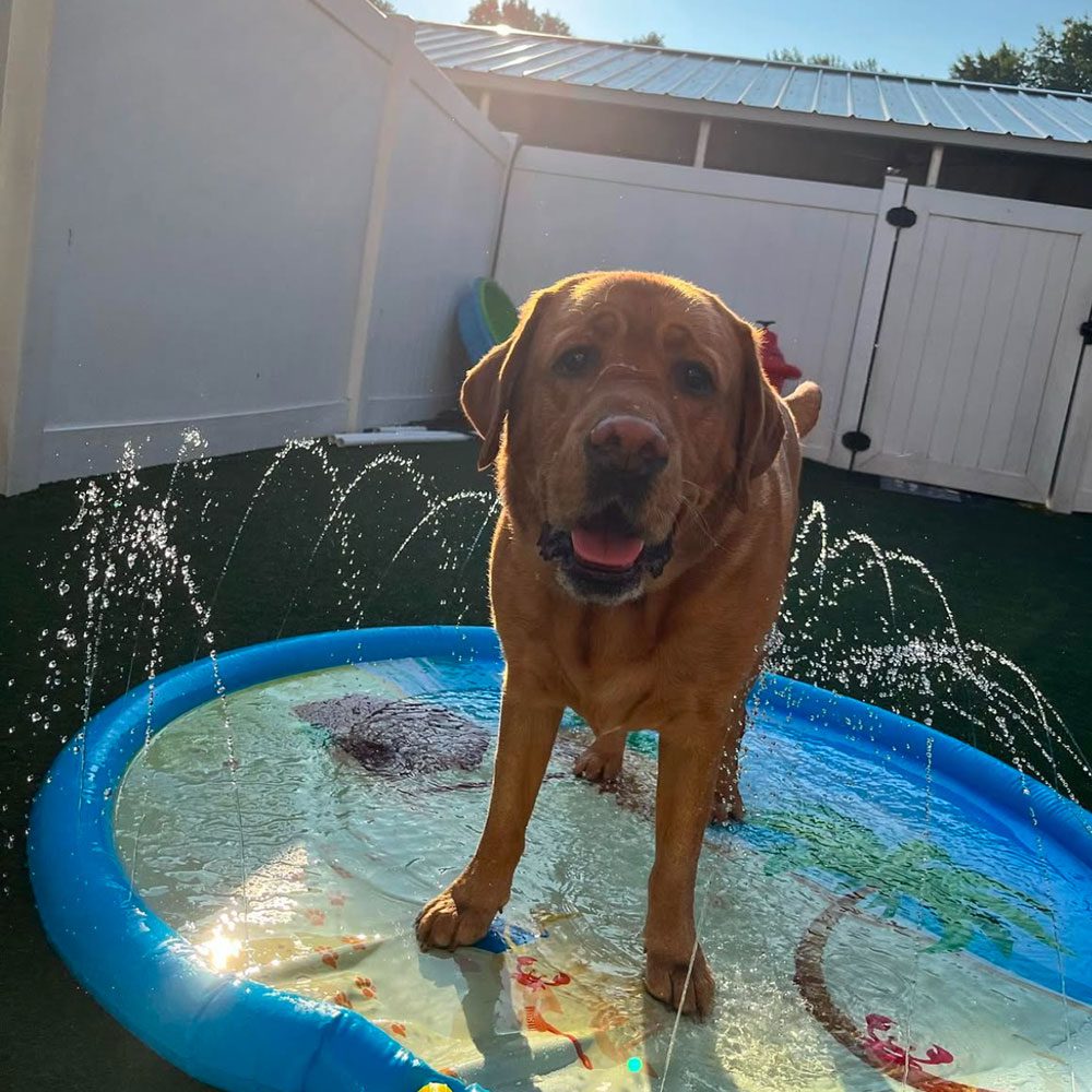 dog wading in a pool during a hot summer day