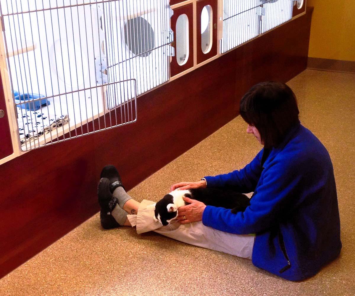 woman and cat playing together in the feline harmony suites
