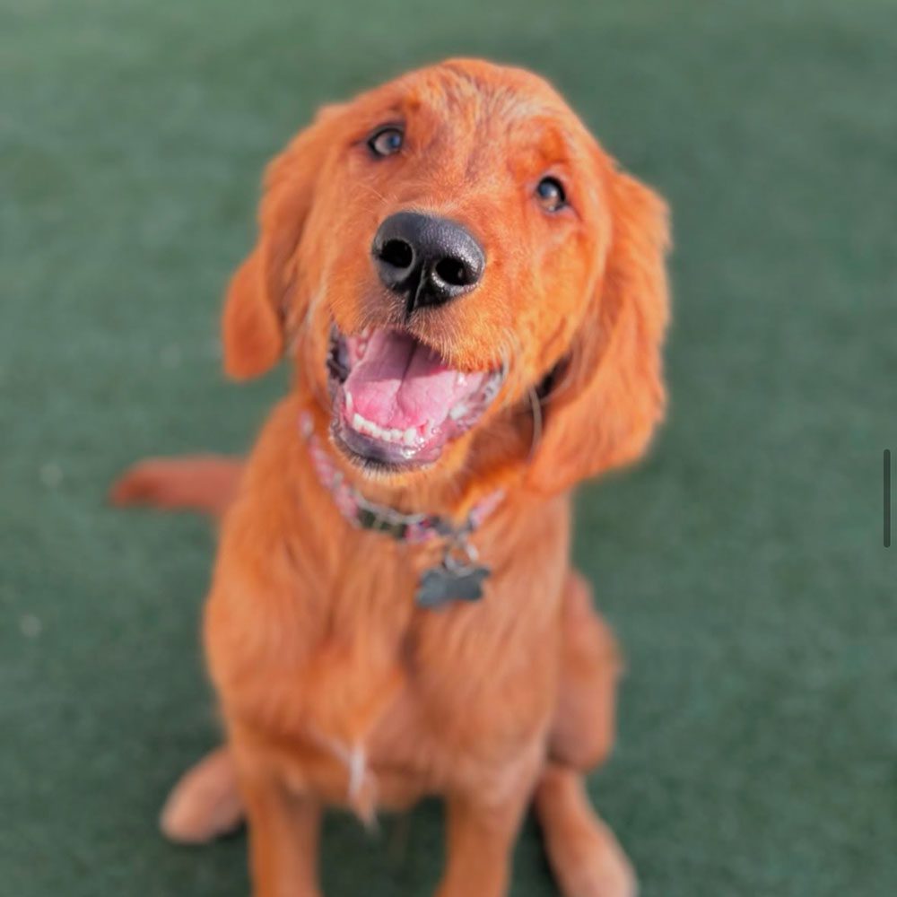 cute golden dog sitting in the grass smiling up at the camera