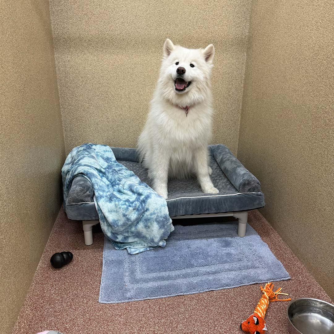 happy white dog in its suite
