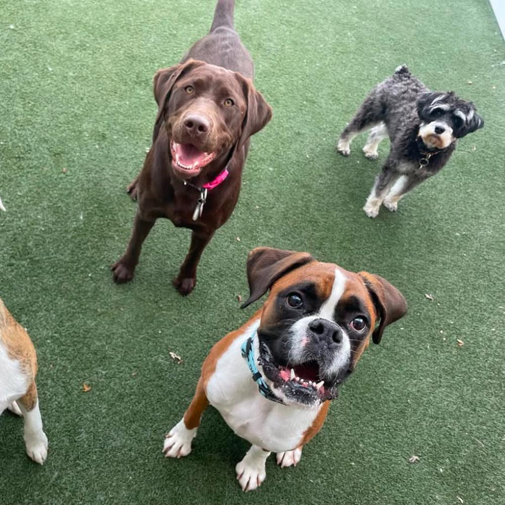 several happy dogs gathered together