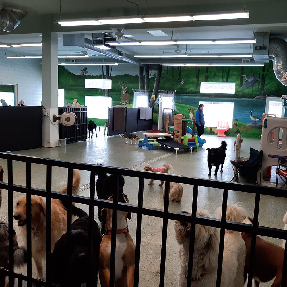 dogs in the indoor play area