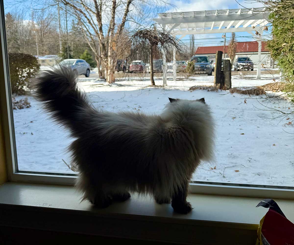 Kitty standing in a window sill looking outside