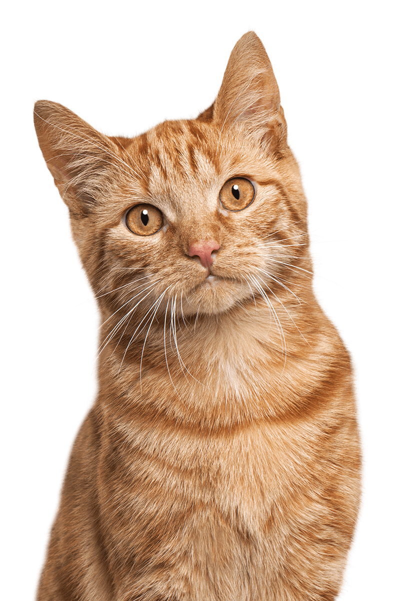 adorable ginger tabby cat sitting and looking up,