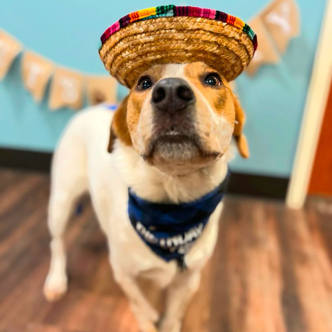 dog wearing a party hat