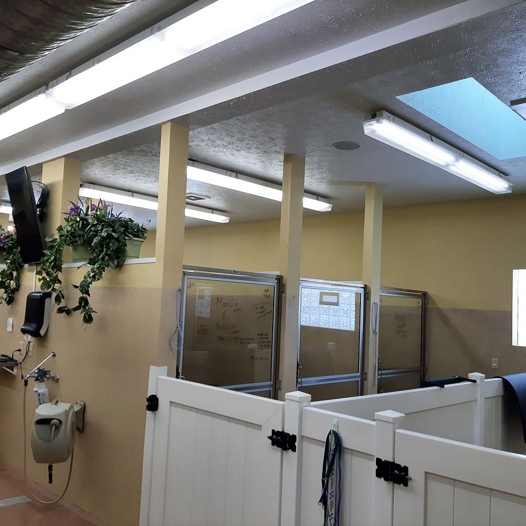 some of our suites at paws at play resort & daycare