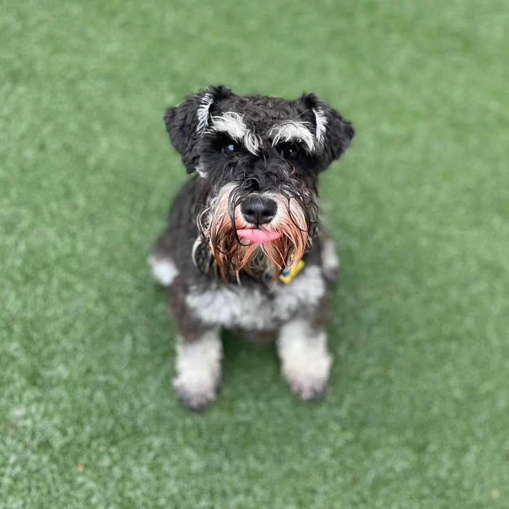 Schnauzer dog sitting in the grass looking up