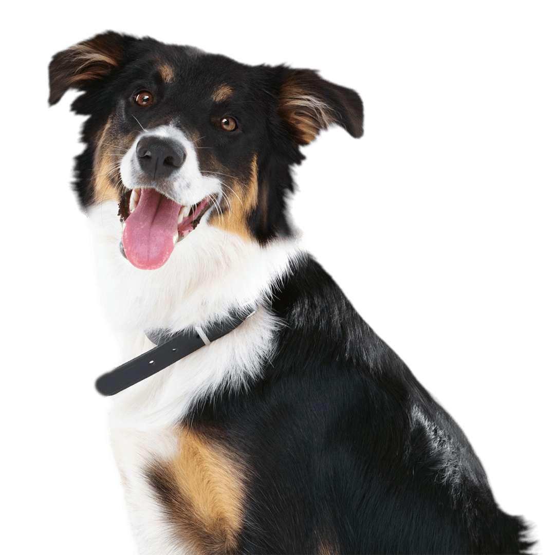 senior Australian Shepherd mix smiling
