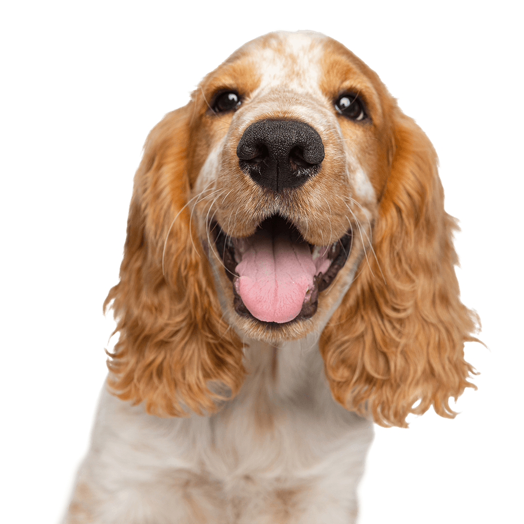 Cute smiling Cocker Spaniel dog