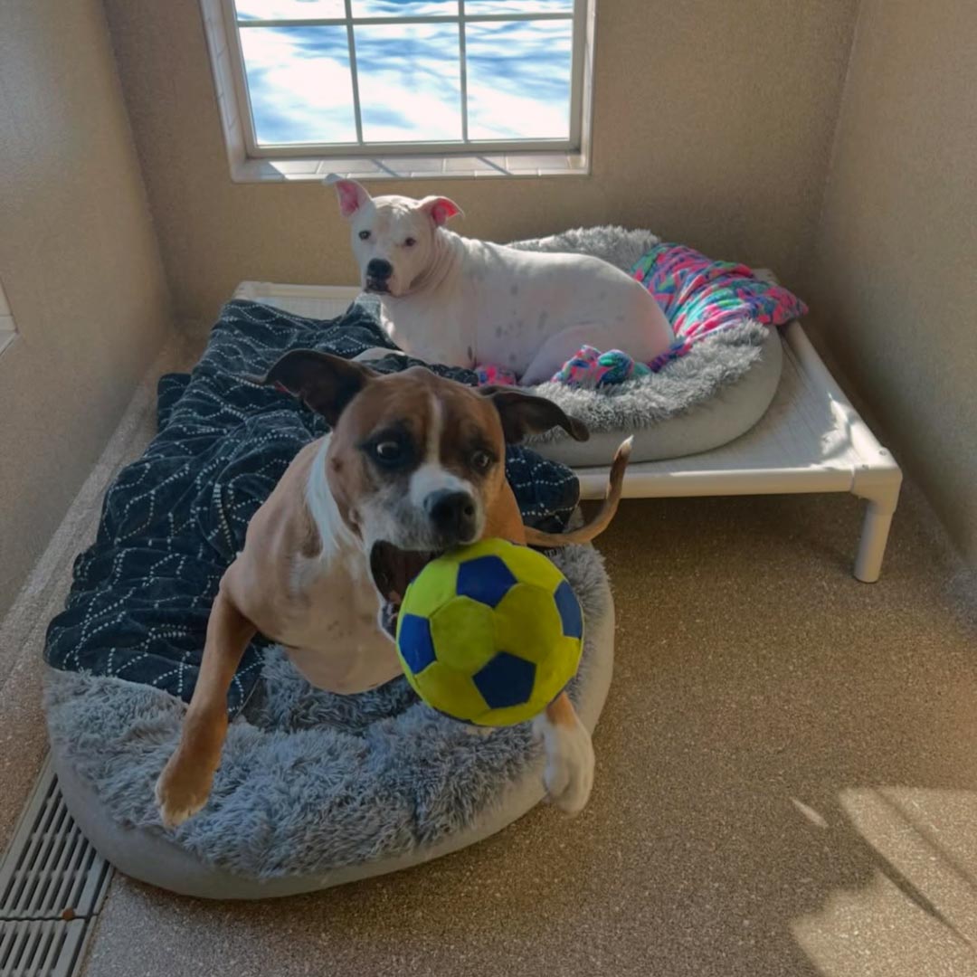 Two Dogs in the suite playing with a ball