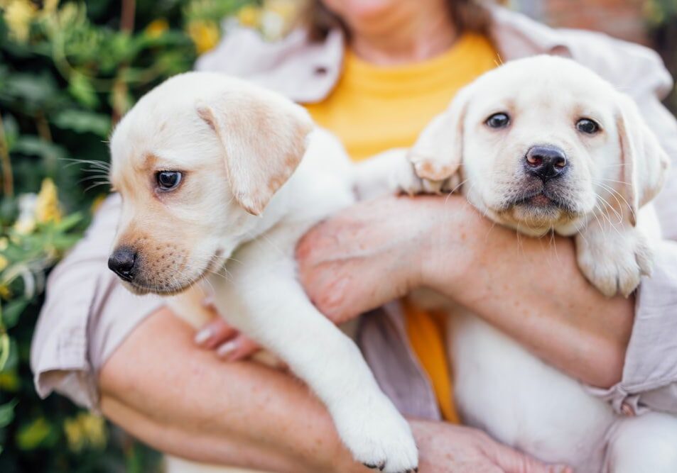 woman holding two white puppies in her arms