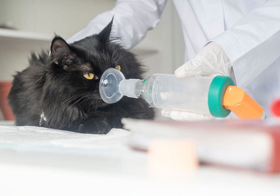 black cat getting a breathing treatment from the vet