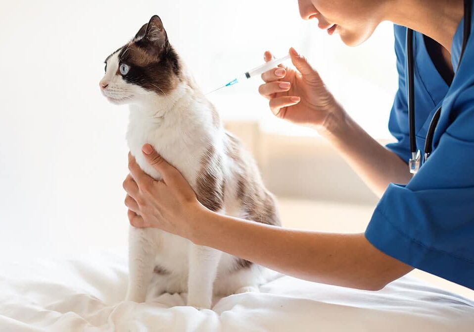 cat getting a vaccine from the veterinarian