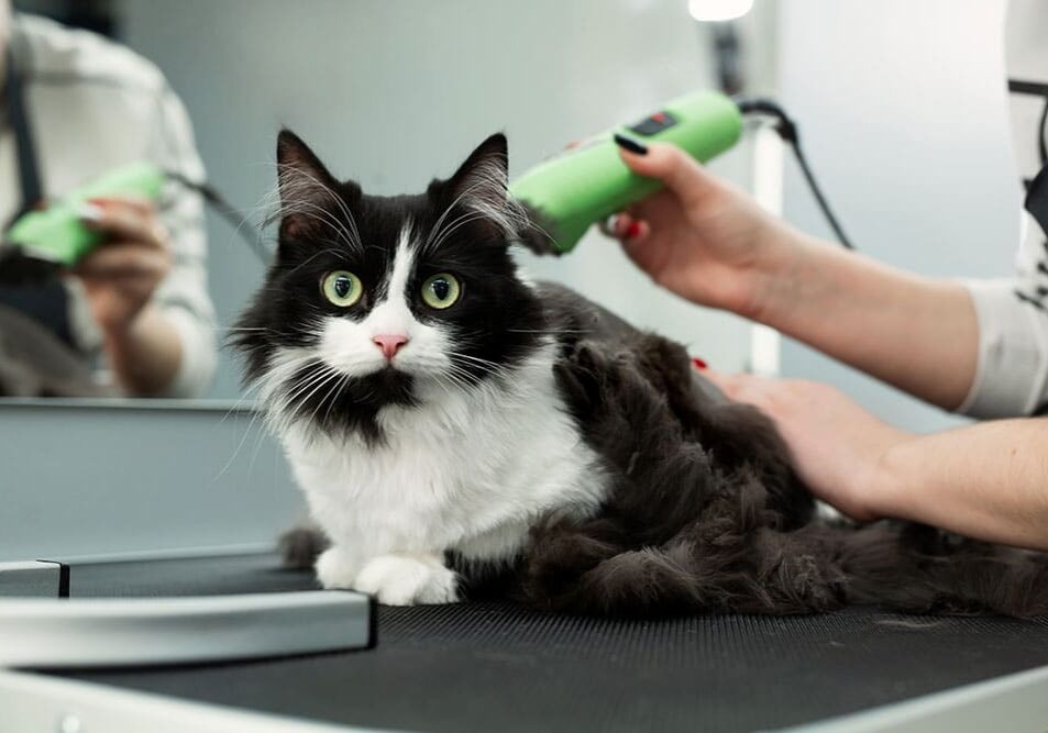 black and white cat getting their haircut from the groomer