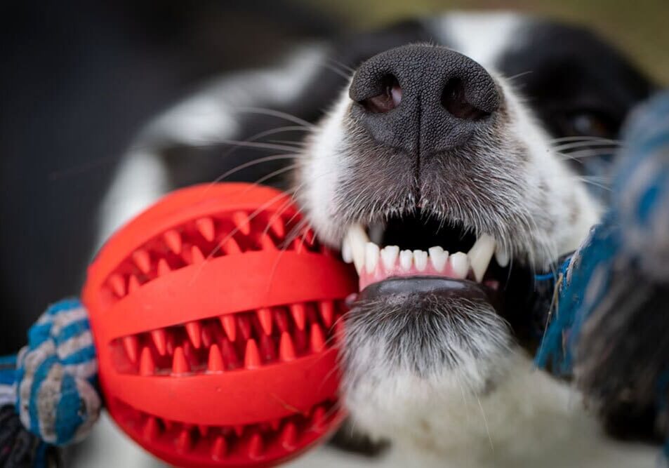 dog playing with a red and blue ball toy