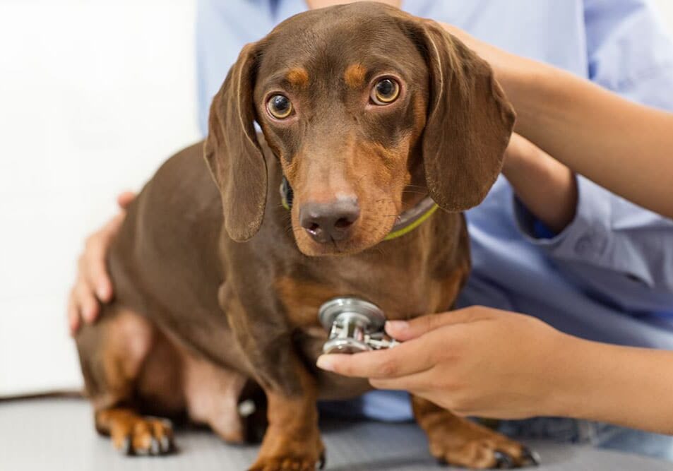 veterinarian listening to a dogs chest with a stethoscope