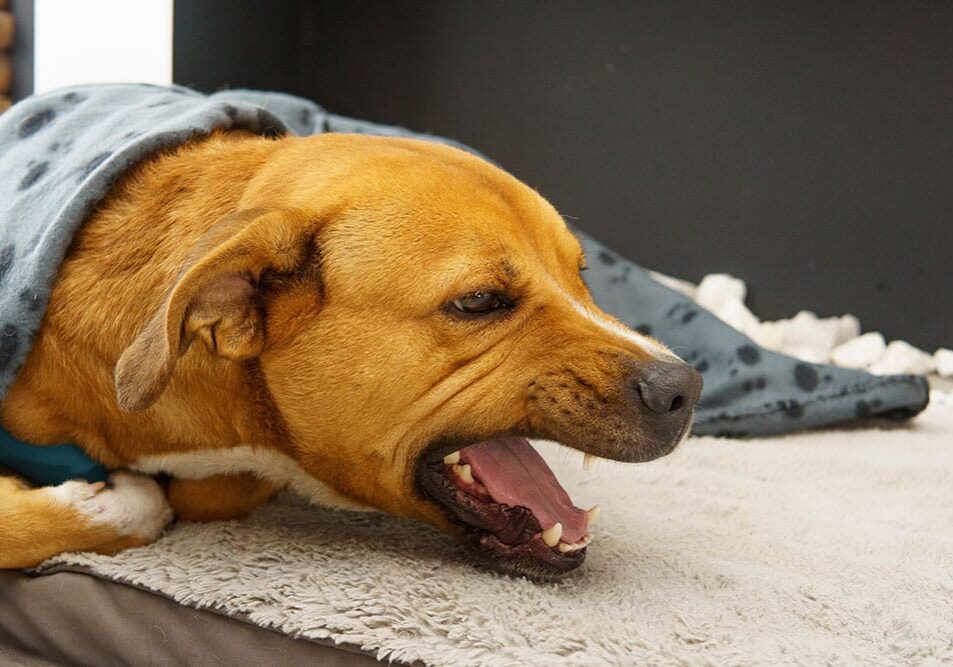 dog gagging