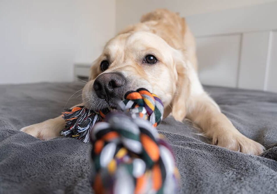 dog playing with a rope toy
