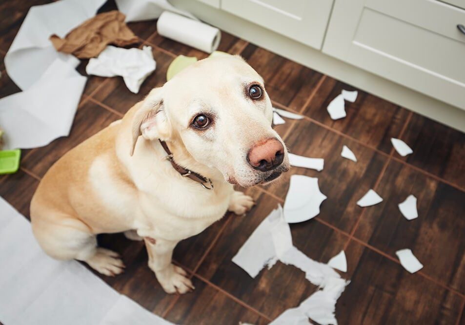 dog sitting on the floor with torn up paper around them