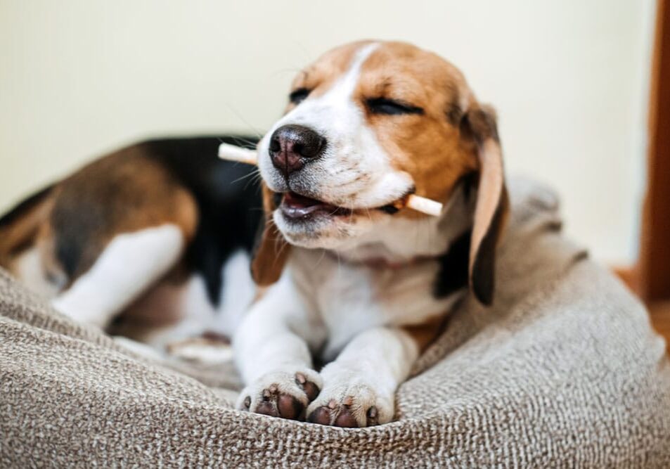 happy dog laying on a dog bed with a treat in their mouth