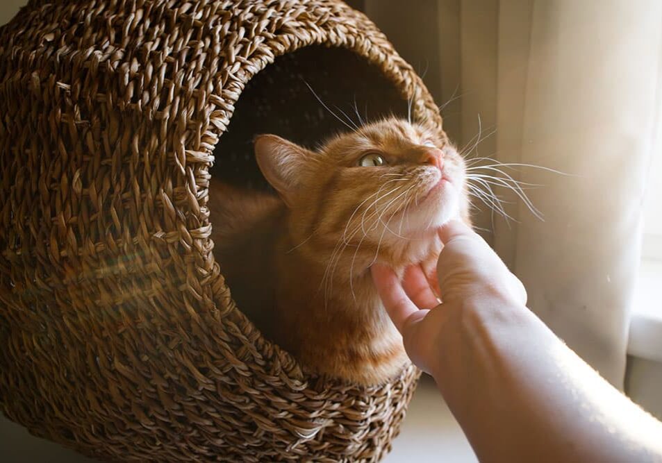 cat sitting in a basket while a person pets their chin