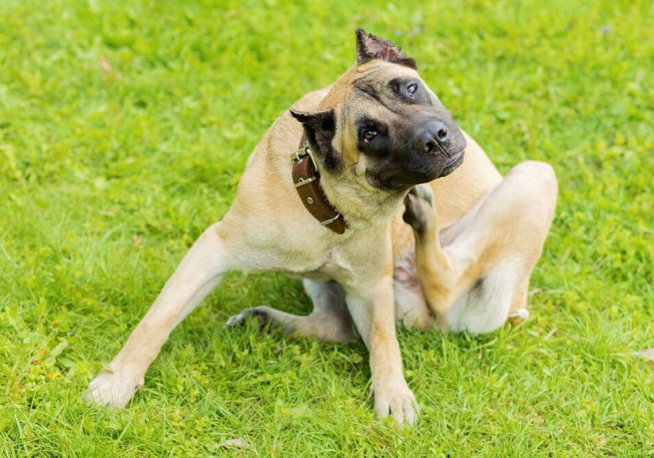 dog sitting in the grass and scratching their neck