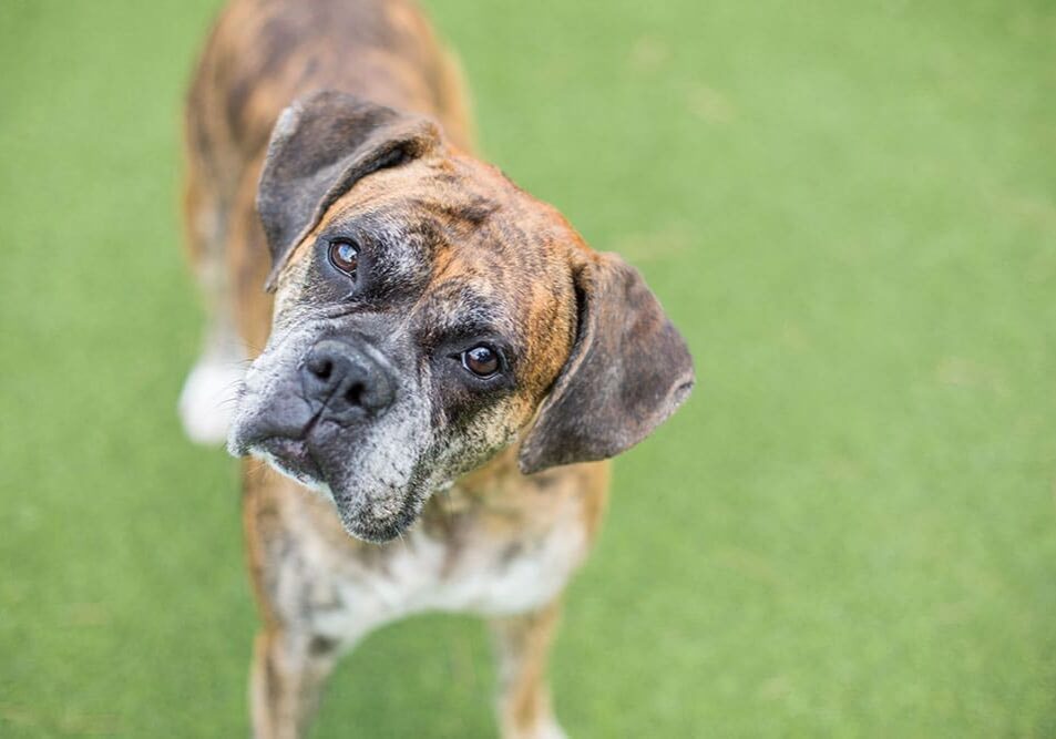 curious looking dog enjoying time in the grass