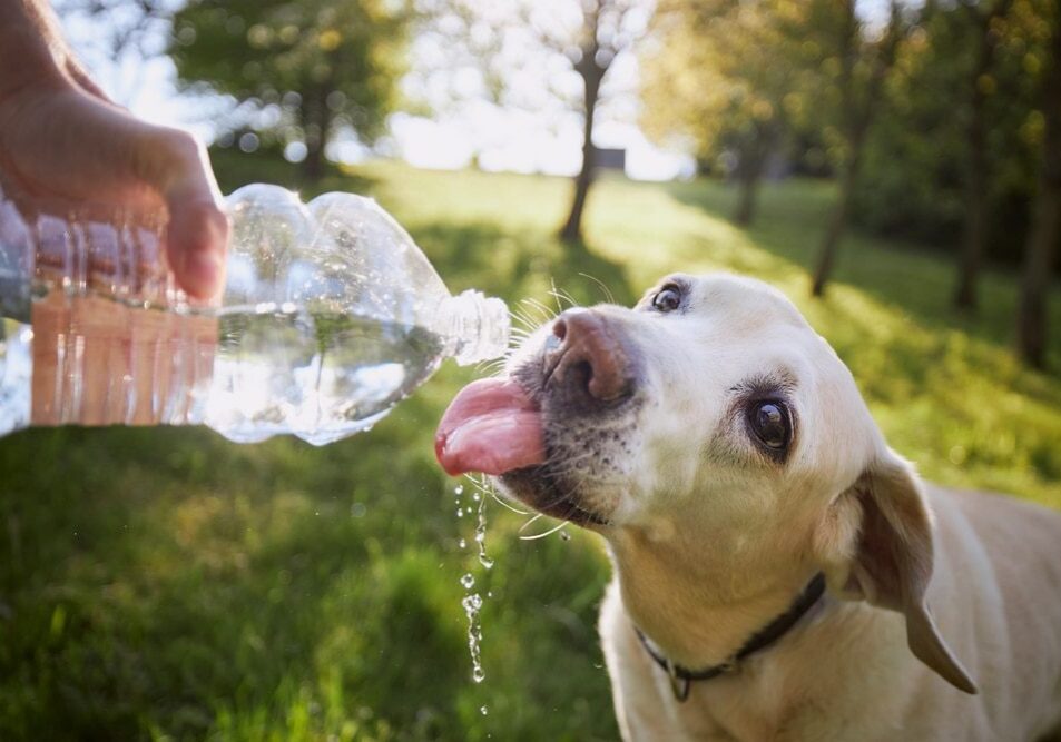 dog drinking water from a plastic bottle