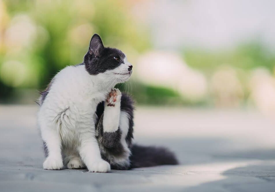 white and black cat scratching their neck
