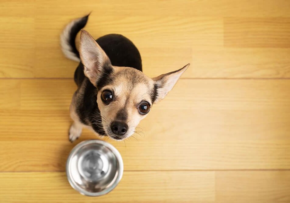 dog sitting in front of an empty food bowl and looking up