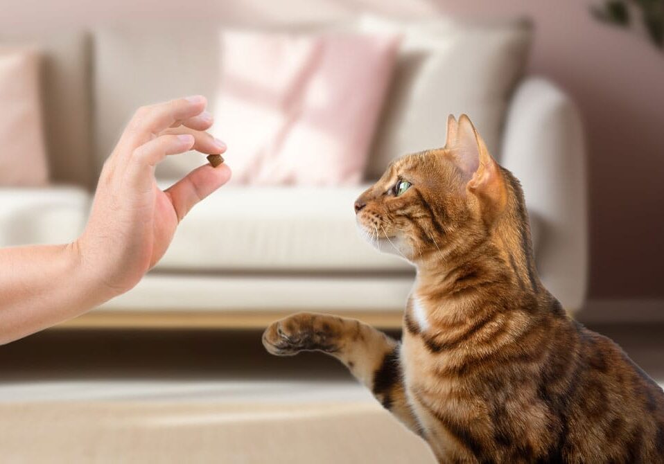 Teaching Cats Commands