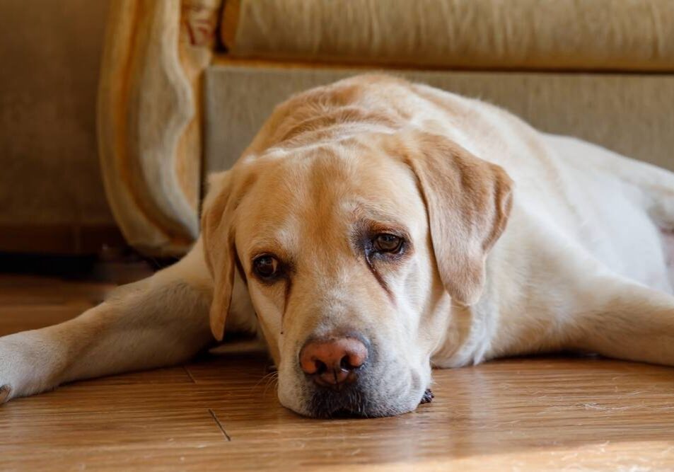 sleepy looking dog laying on the floor at home