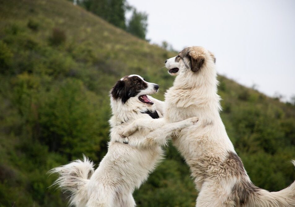 two dogs playing outside