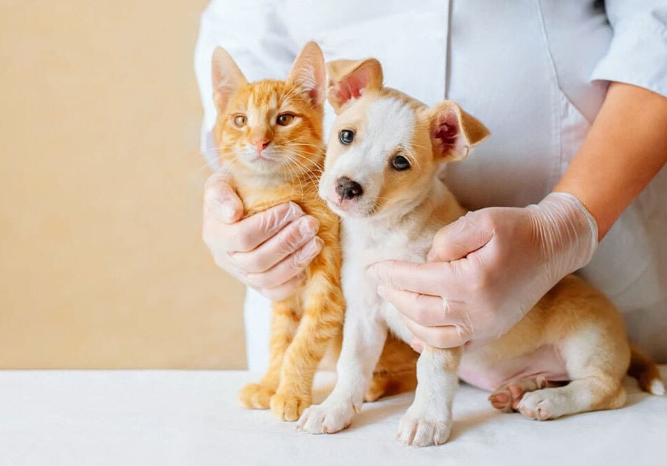 puppy and kitten with the veterinarian