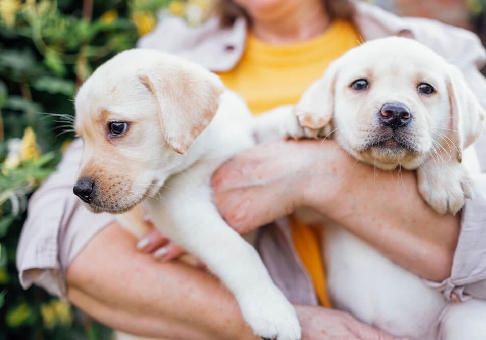 woman holding two white puppies in her arms