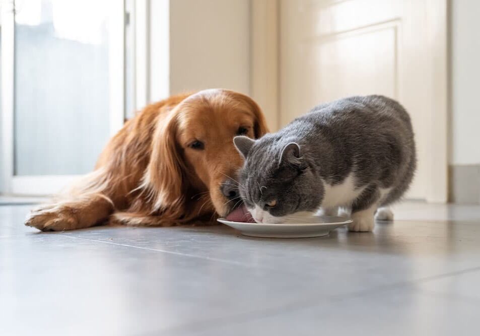 dog and cat eating a snack together