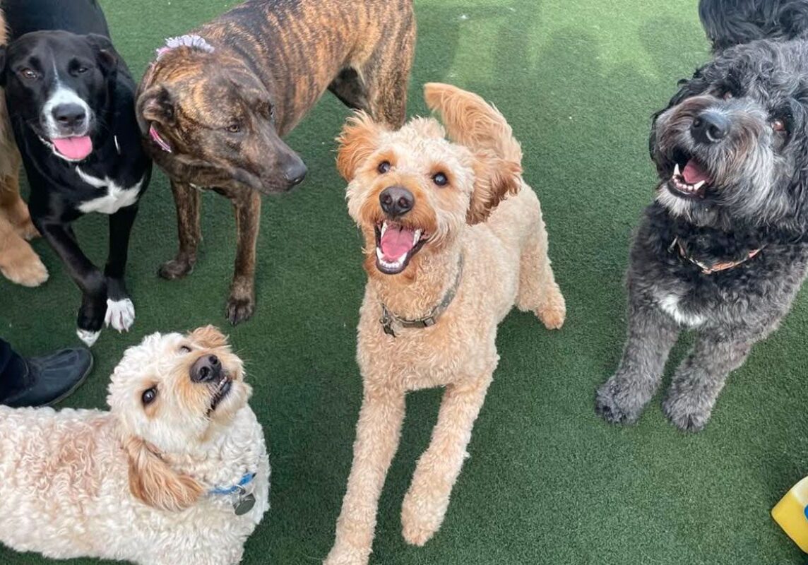 group of happy dogs playing outside together