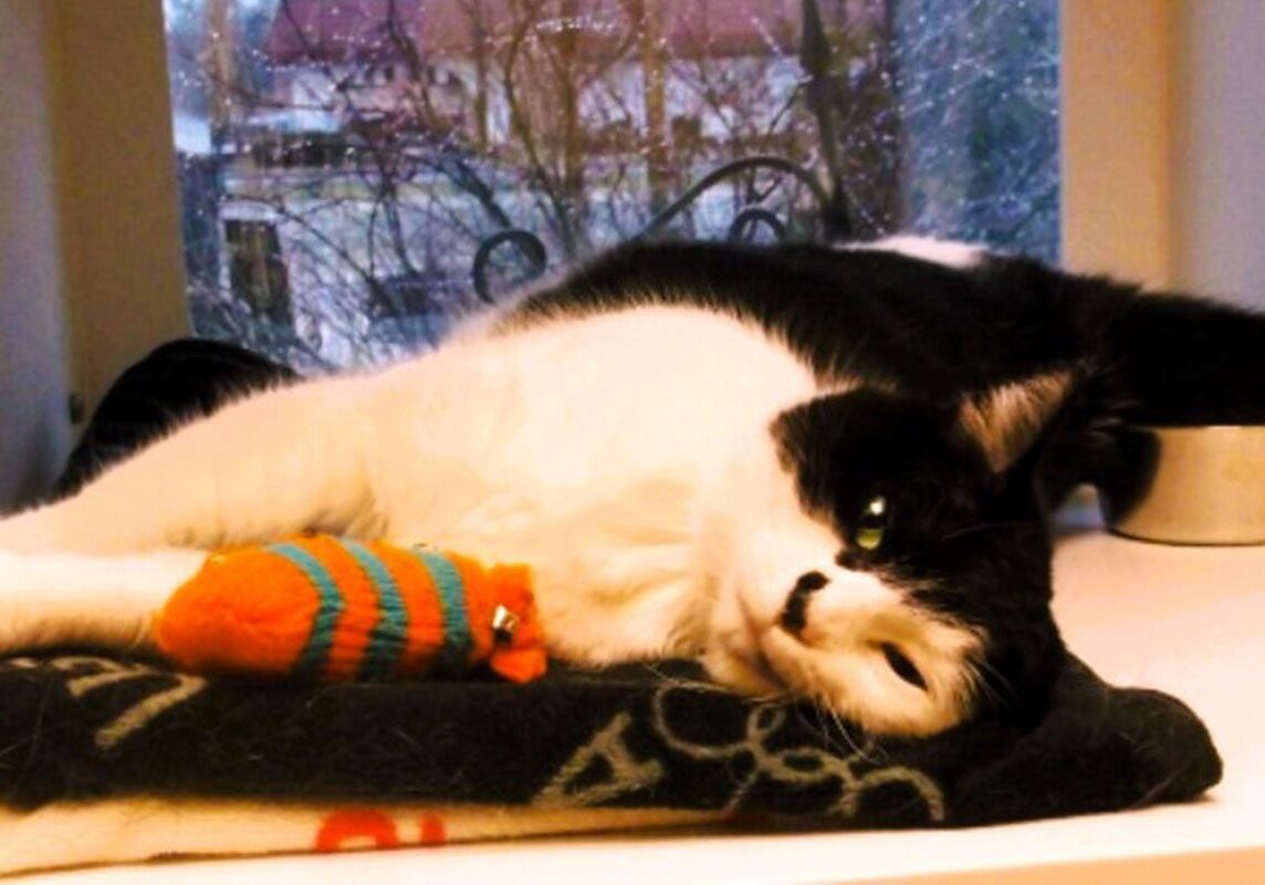 black and white cat enjoying their stay in the feline harmony suite