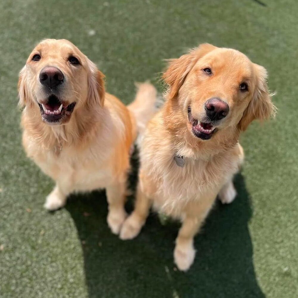 two happy Golden Retrievers looking up at the camera