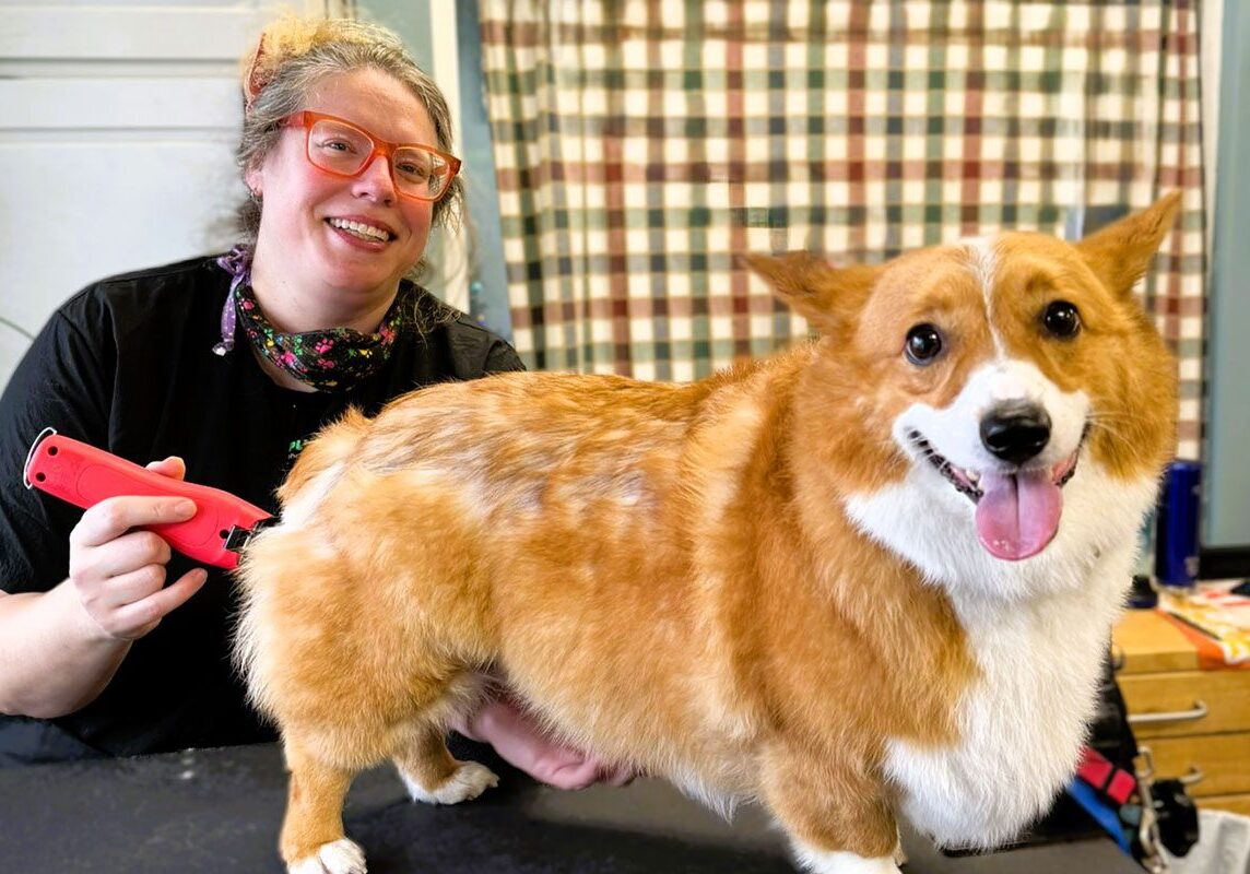 corgi dog getting a haircut from the groomer