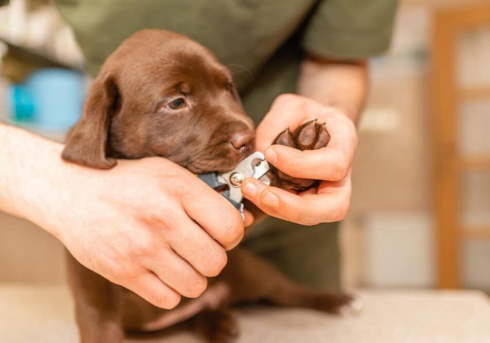puppy getting their nails cut