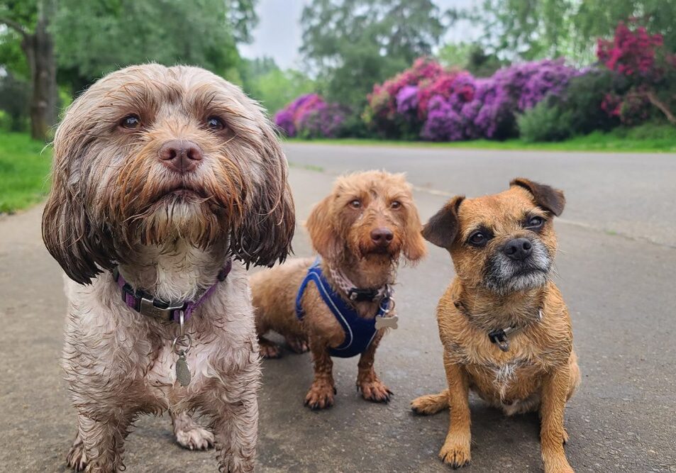 three small dogs on a walk outside