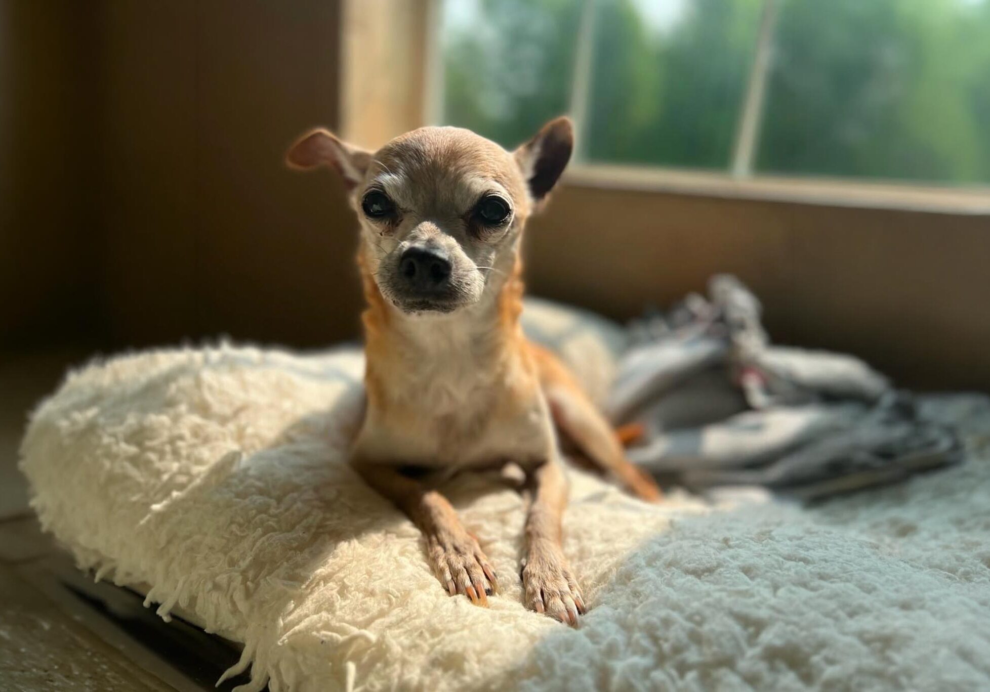 chihuahua sitting in the sun